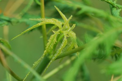 Aesculus hipocastanum 'Laciniata' - jírovec maďal 'Laciniata' - jarní výhonky